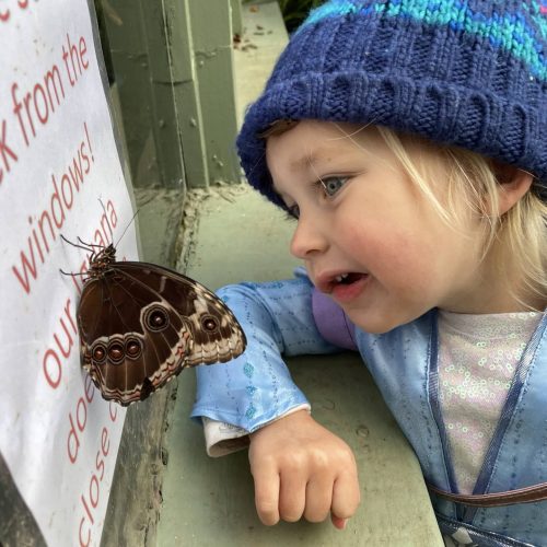 butterfly